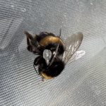 Bee Helpful, Bee Caring