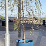 How Sad Can a Tree Be?