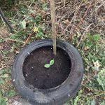 The Scrappy Gardener