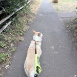 The August ’26 Update – Health and Fitness